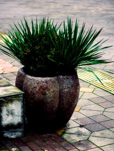 Two Green Leaf Plants