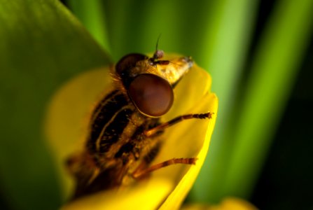 Close Up Photo Of Brown And Black Roberfly