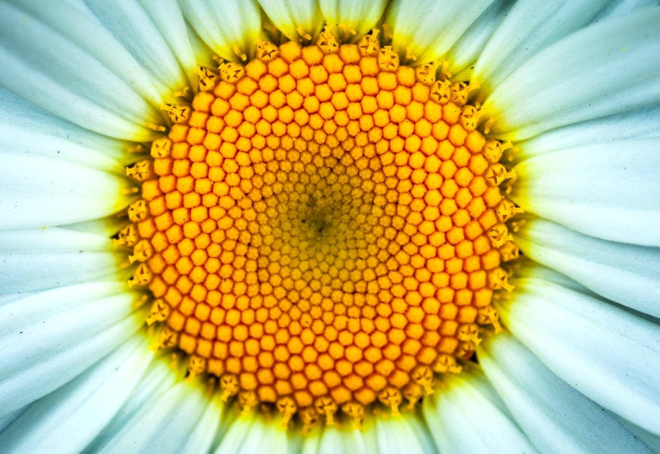 White Daisy Flower In Closeup Photography photo