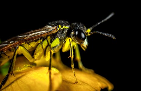 Green And Black Winged Insect In Micro Photography