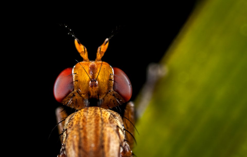Macro Photography Of Brown Insect