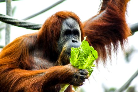 Photography Of Chimpanzee