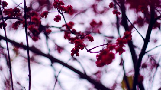 Selective Focus Photography Of Cherry Blossom photo