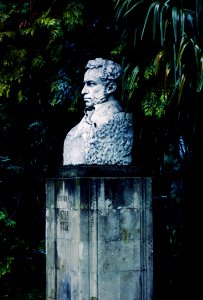 Man Bust Beside Trees