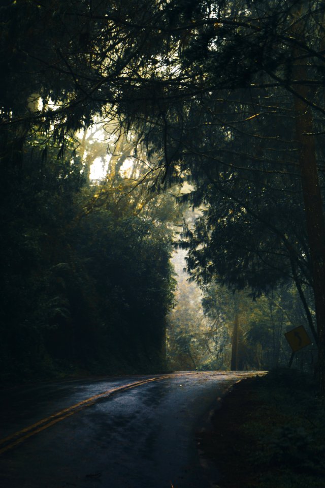 Gray Concrete Road With Curve Left Signage Under On Green Leaf Tree
