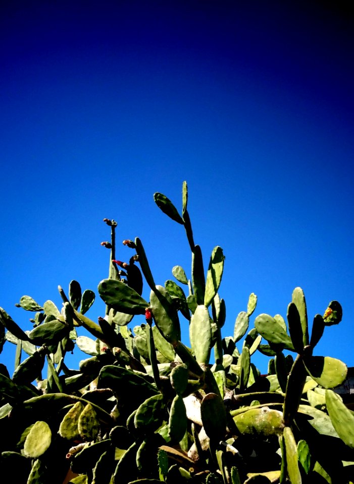 Indian Fig Plant
