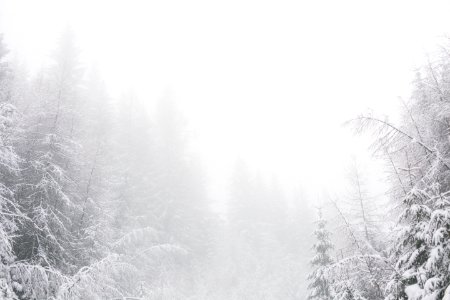 White Snowy Environment With Pine Trees