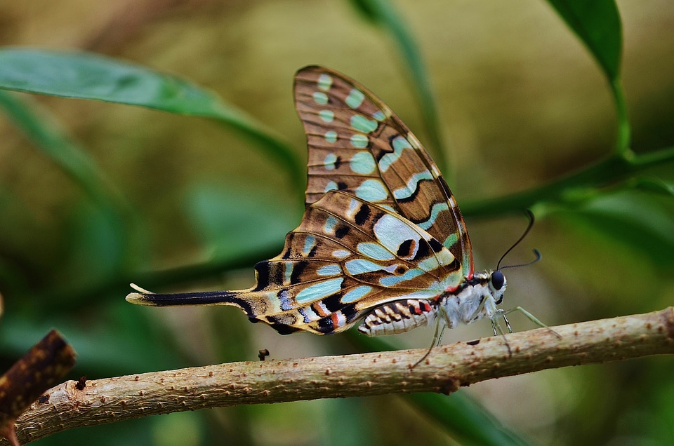Animal nature wildlife