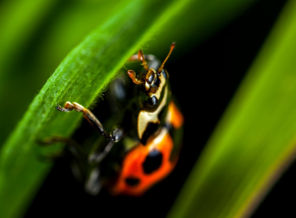 Micro Photography Of Orange Ladybug Perching On Leaf