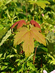 Maple fall color late summer