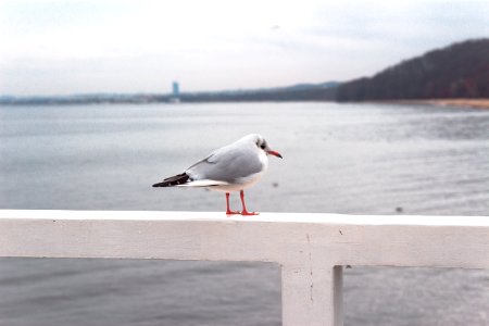 Photo Of Gray And White Bird Perched On White Wooden Railing photo