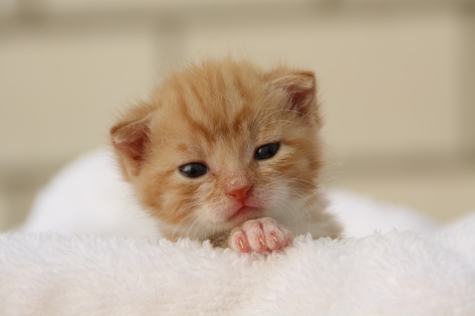 Playful pet cat face