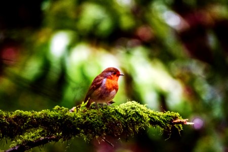 European Robin Perched On Branch photo