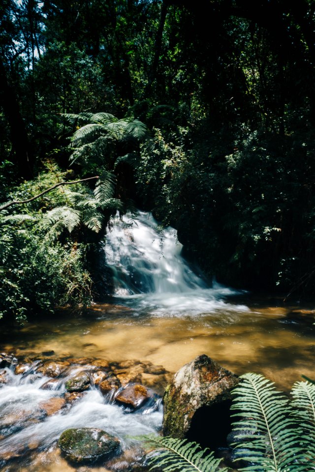 Water Stream Surrounded By Plants