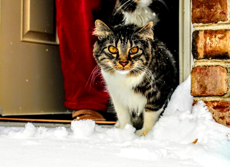 Brown White And Black Maine Coon Cat In Front Of Gray Wooden Door