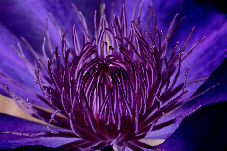 Flower violet purple