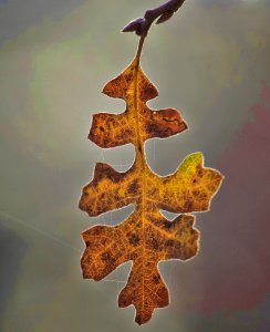 Macro Photography Of Dry Leaf