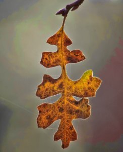 Macro Photography Of Dry Leaf photo