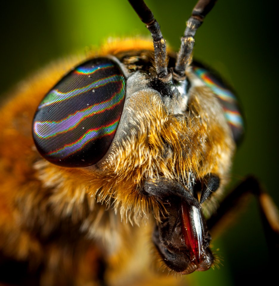 Close-Up Photo Of Insect