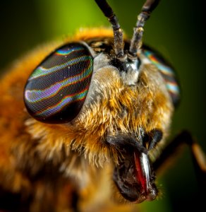 Close-Up Photo Of Insect
