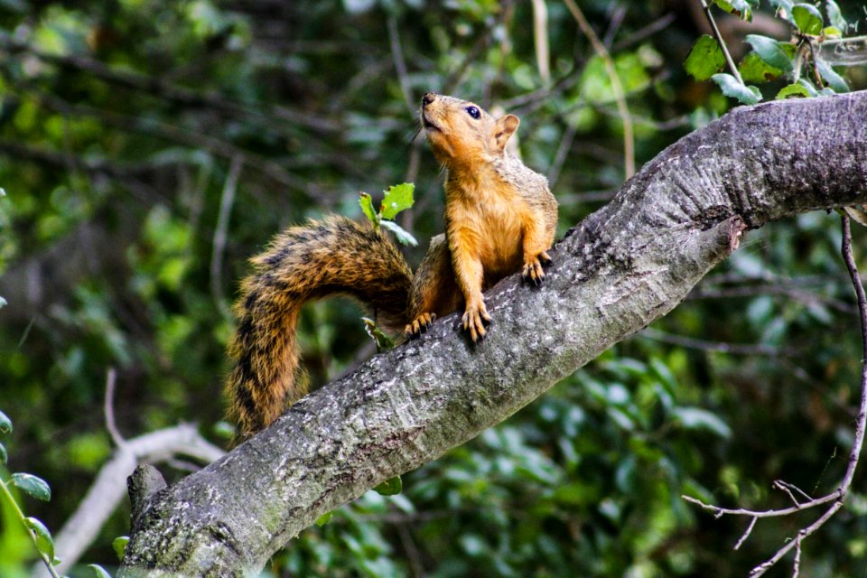 Squirrel On Tree Branch