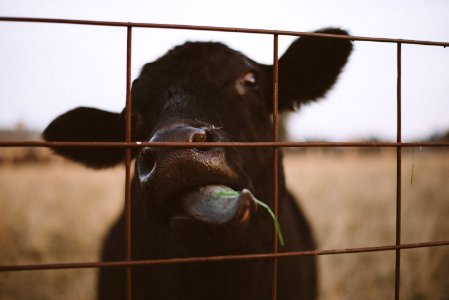 Black Calf Behind Steel Fence photo