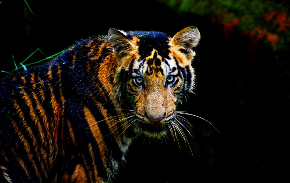 Bengal Tiger photo