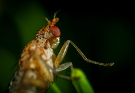 Macro Photography Of Brown Insect
