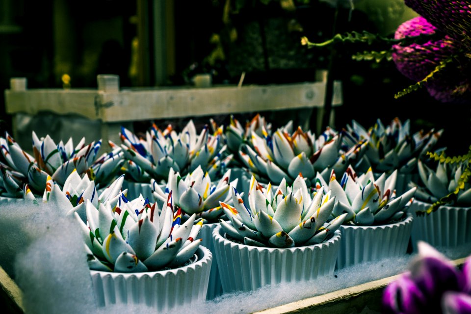 Shallow Focus Photography Of Green Succulent Plants