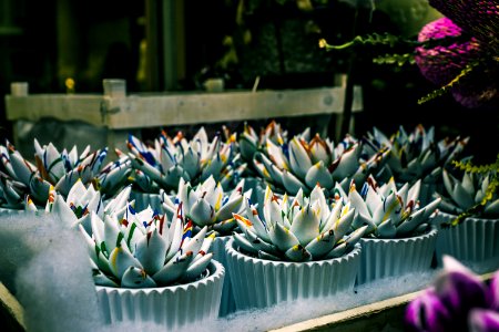 Shallow Focus Photography Of Green Succulent Plants