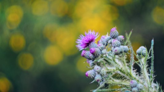 Pink Thistle Flowers