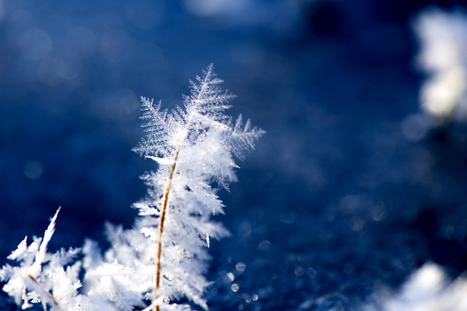 Macro Photography Of Snowflakes
