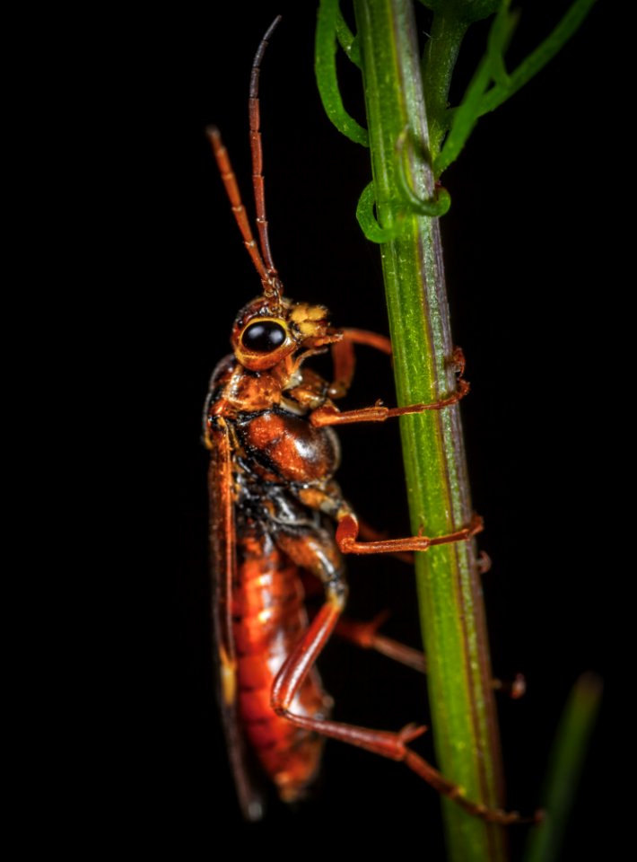 Brown Insect On Plant