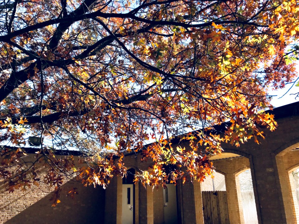 Photography Of Brown Leaves