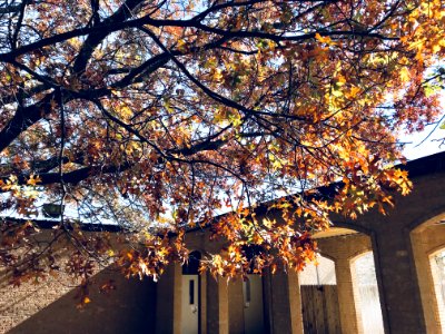 Photography Of Brown Leaves