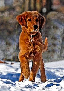 Selective Photo Of Dark Golden Retriever Puppy Stands On Snowfield photo