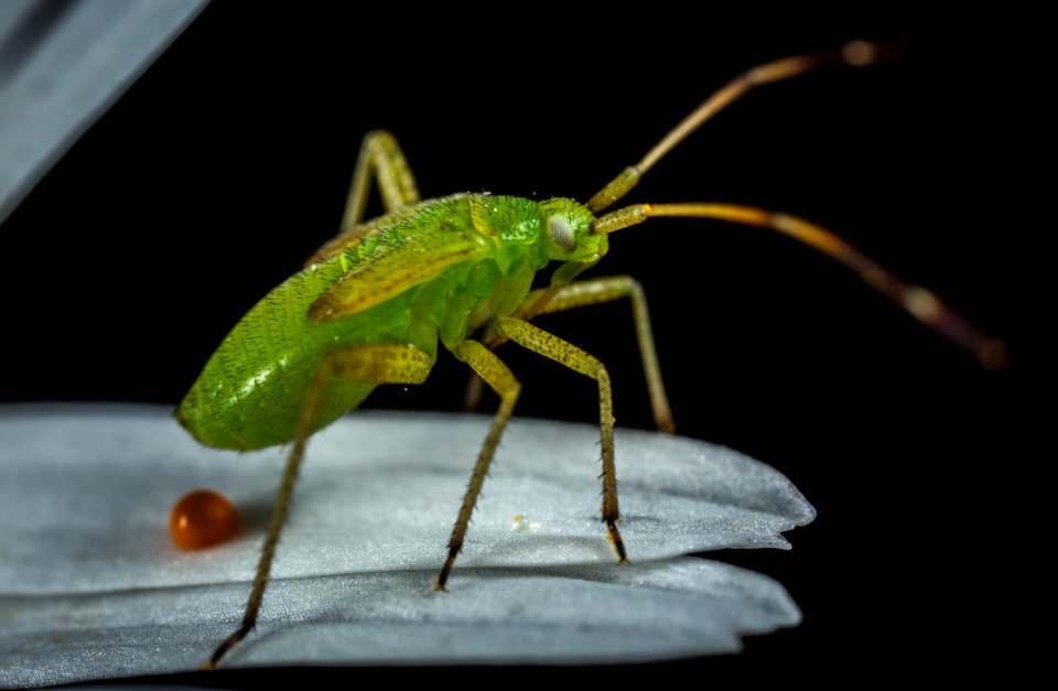 Green Insect On Top Of Leaf