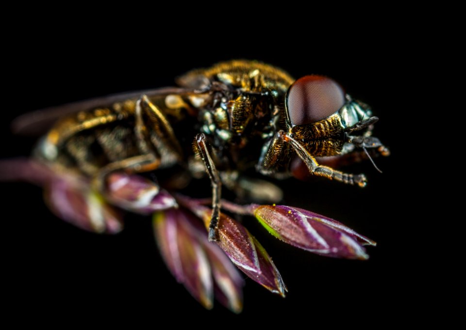 Macro Photography Of Fly Perching On Purple Flower