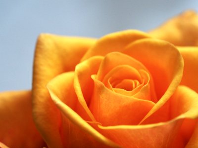 Close Up Photo Of Yellow-Orange Rose photo