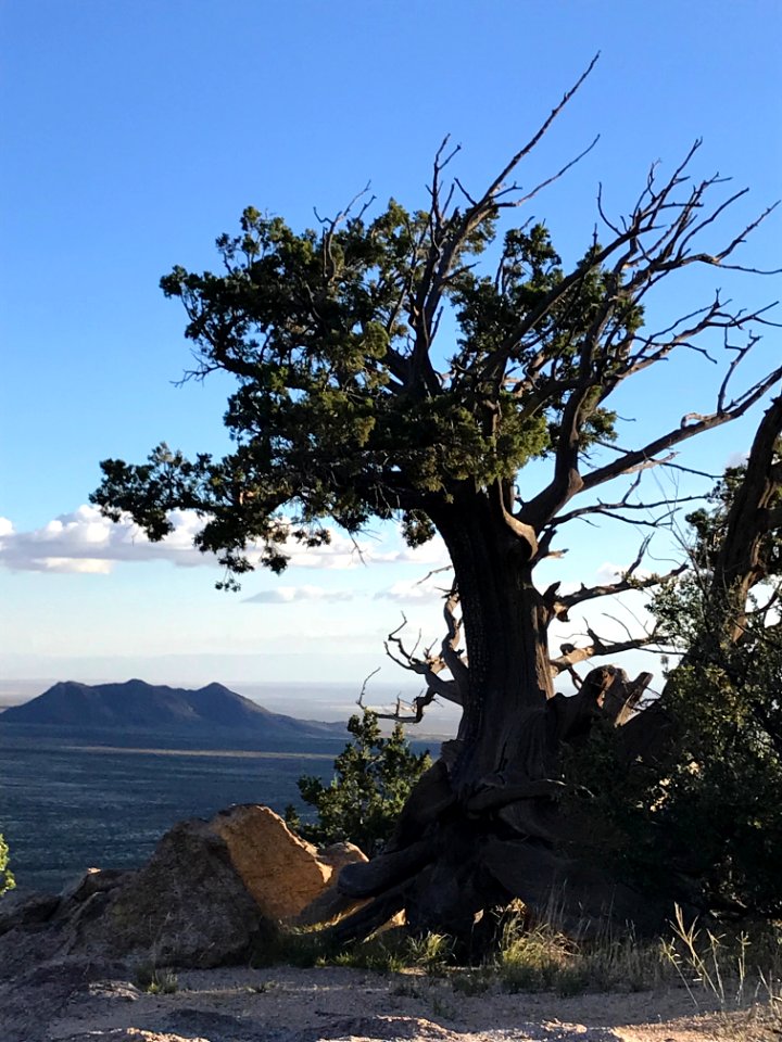 Photography Of Tree During Daytime