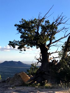 Photography Of Tree During Daytime photo