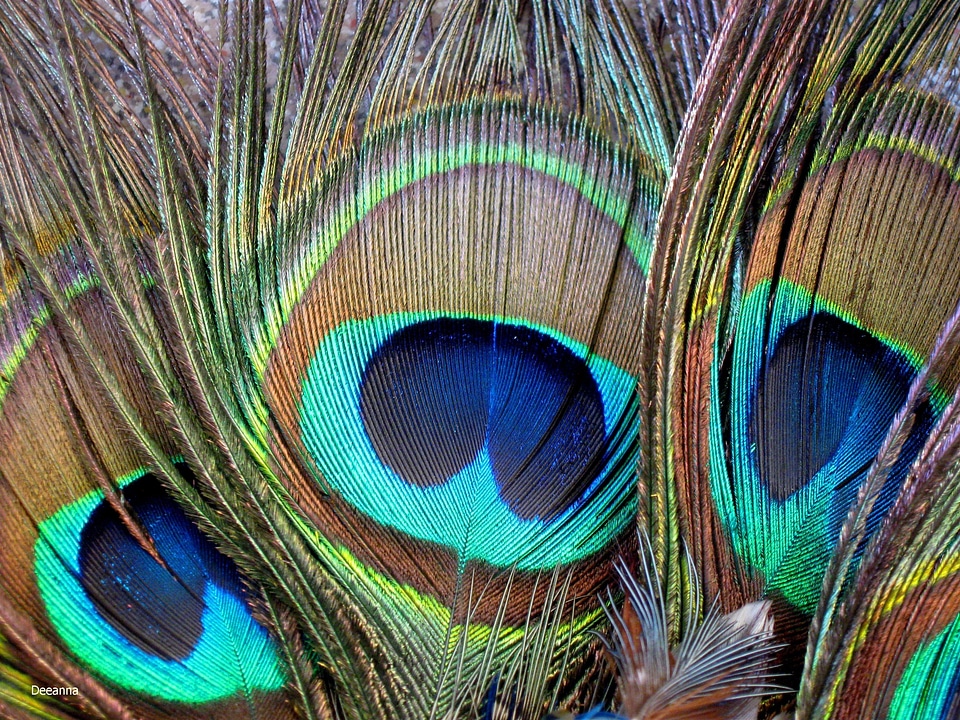 Plumage bird peacock
