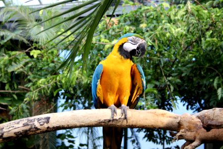 Yellow And Blue Parrot Perched On Tree photo