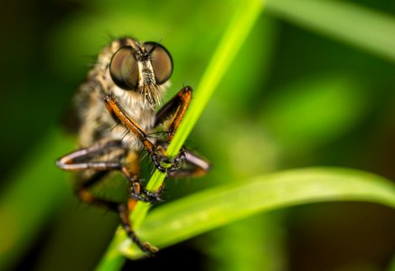 Macro Photography Of Robber Fly Perched On Green Leaf