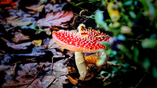 Red Mushroom In Closeup Photography photo