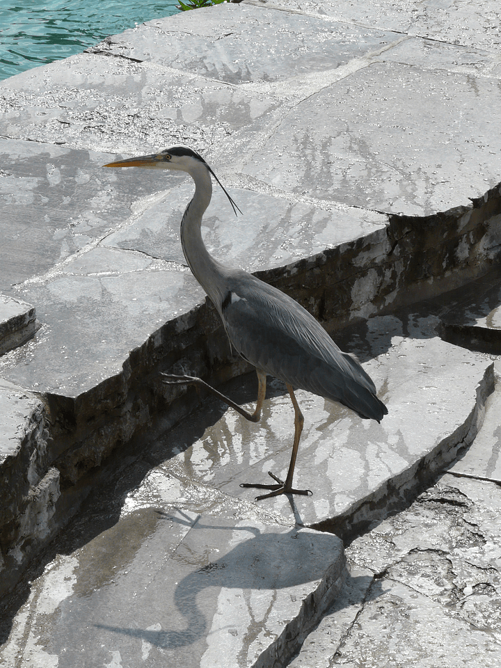 Bird animal creature