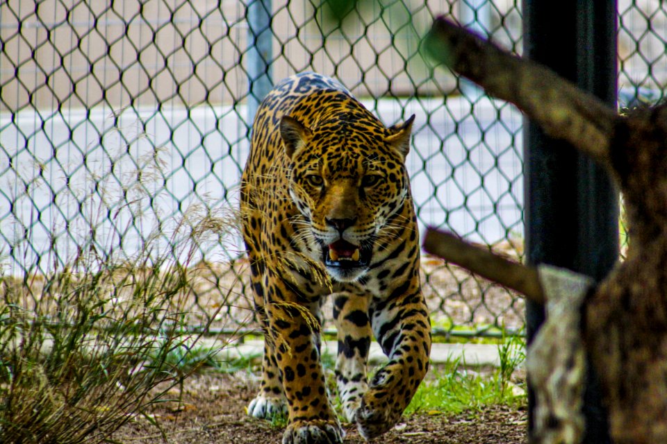 Growling Leopard Inside Enclosure photo