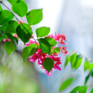 Close-Up Photography Of Pink Flowers Near Leaves photo