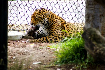 Leopard Lying Beside Gray Metal Chain Link Fence photo