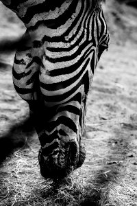 Grayscale Photo Of Zebras Head photo